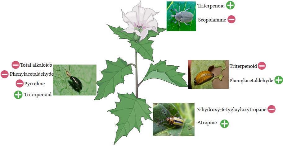 Chemical ecology of plant-herbivore interactions